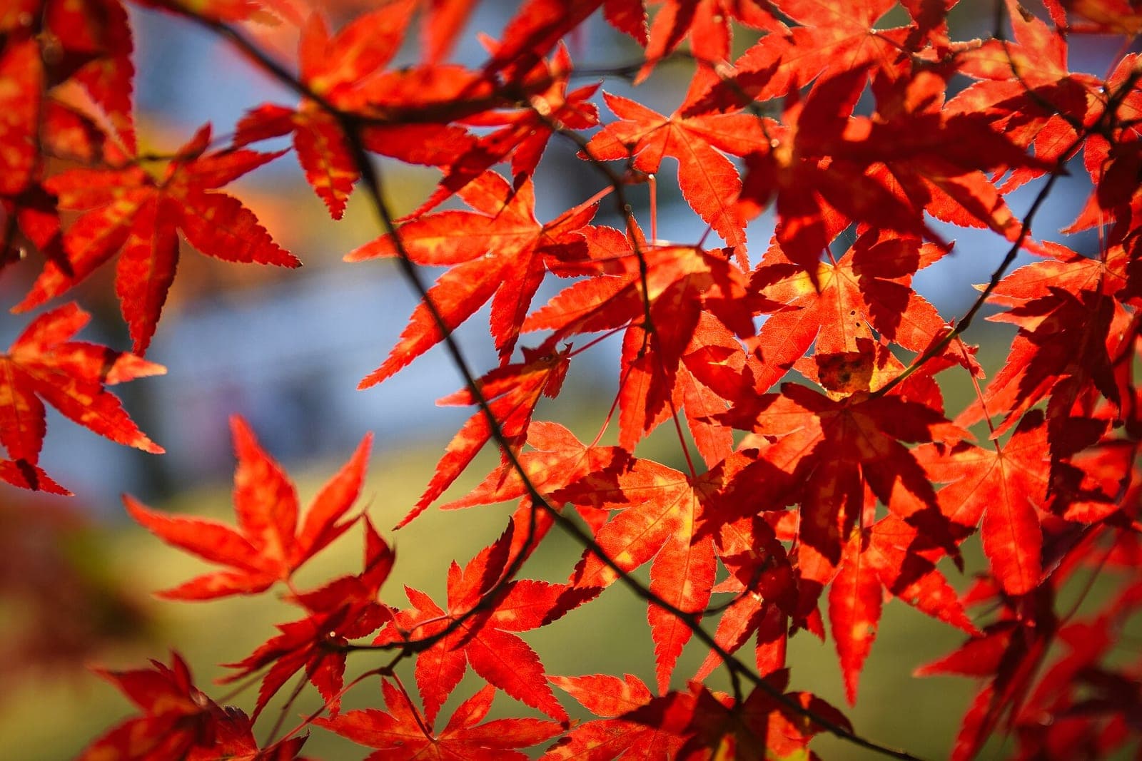 Autumn around Nanzen-ji